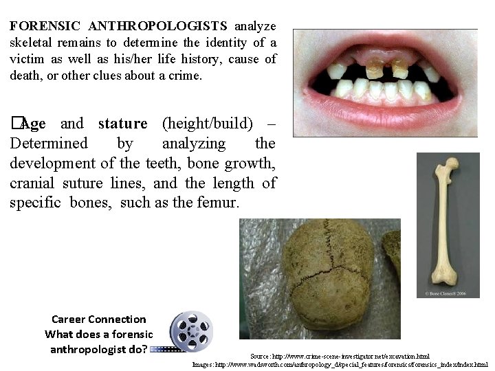 FORENSIC ANTHROPOLOGISTS analyze skeletal remains to determine the identity of a victim as well