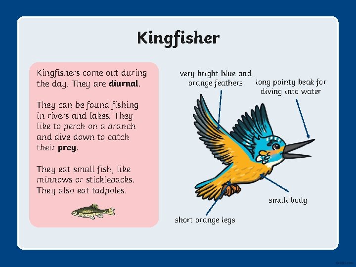 Kingfishers come out during the day. They are diurnal. very bright blue and long