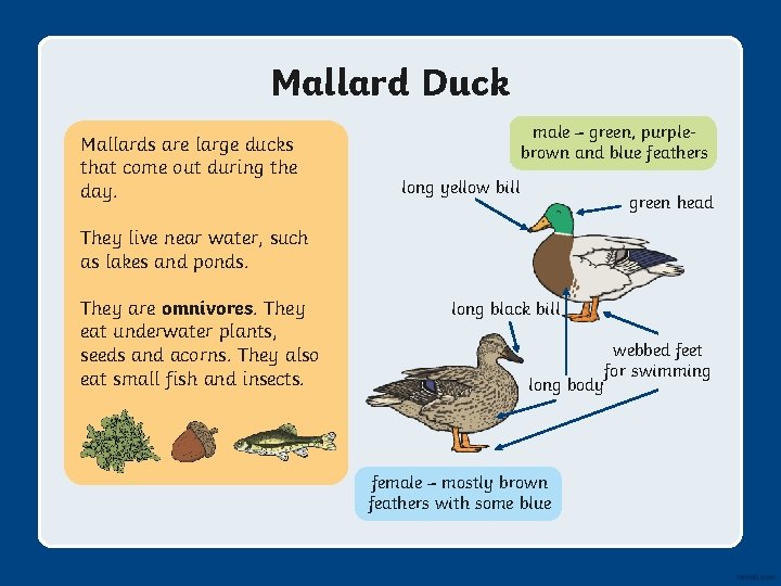 Mallard Duck Mallards are large ducks that come out during the day. male –