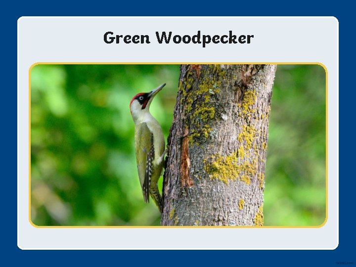 Green Woodpecker 