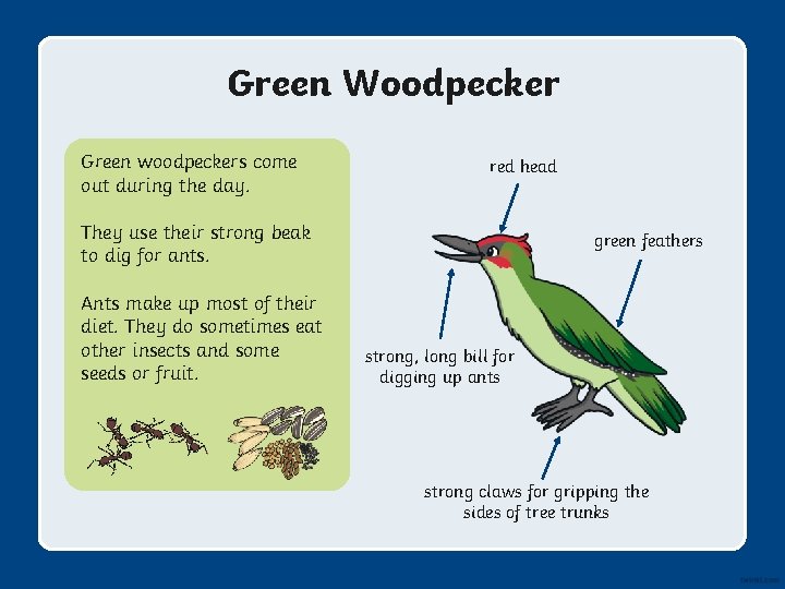 Green Woodpecker Green woodpeckers come out during the day. red head They use their