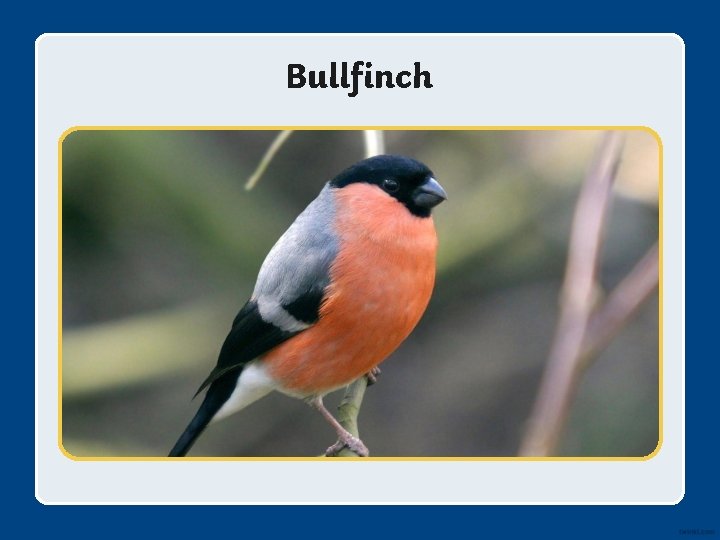 Bullfinch 