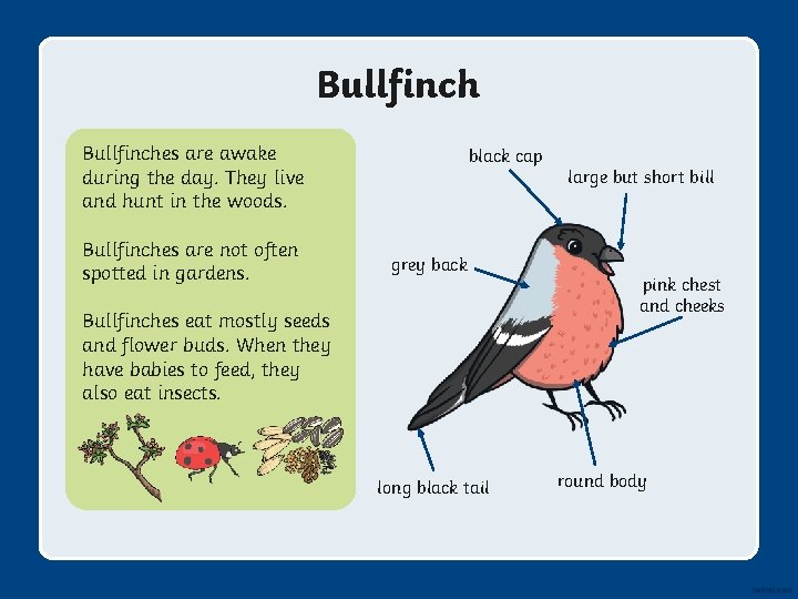 Bullfinches are awake during the day. They live and hunt in the woods. Bullfinches