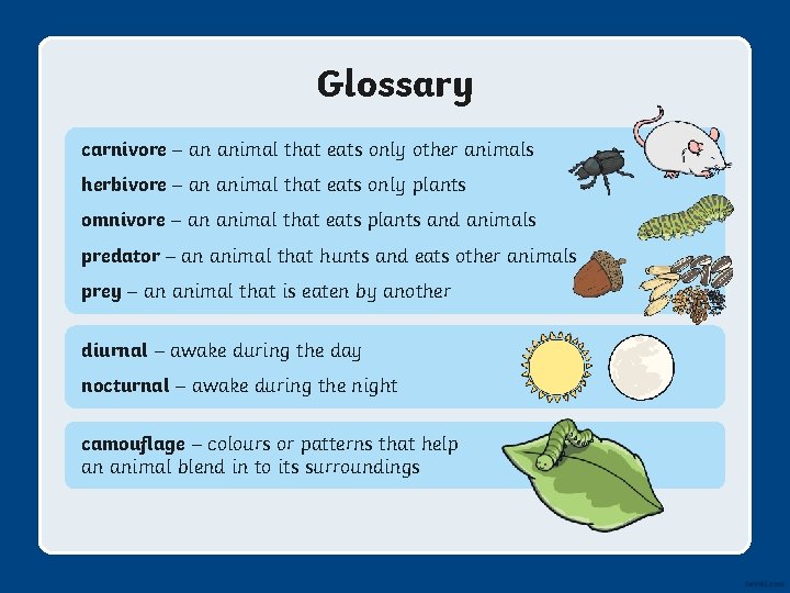 Glossary carnivore – an animal that eats only other animals herbivore – an animal