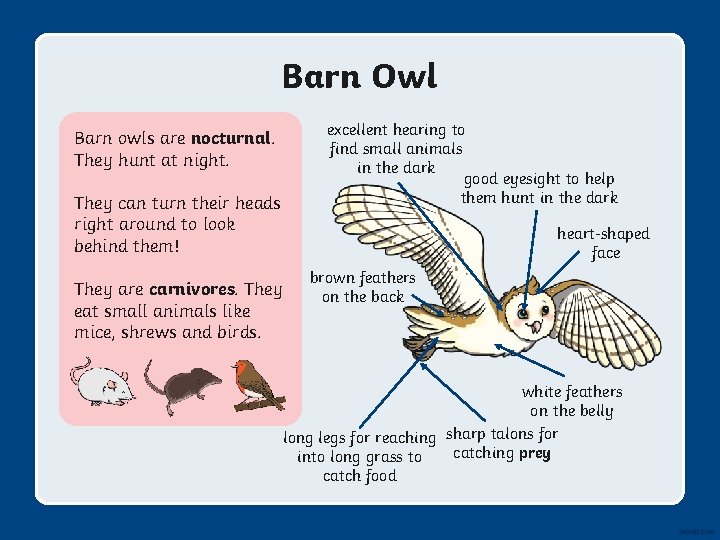 Barn Owl Barn owls are nocturnal. They hunt at night. They can turn their