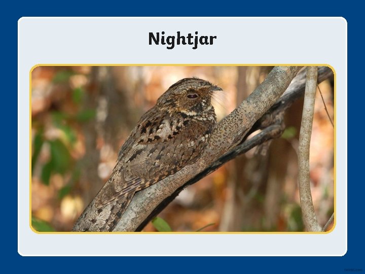 Nightjar 