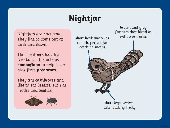 Nightjars are nocturnal. They like to come out at dusk and dawn. short beak