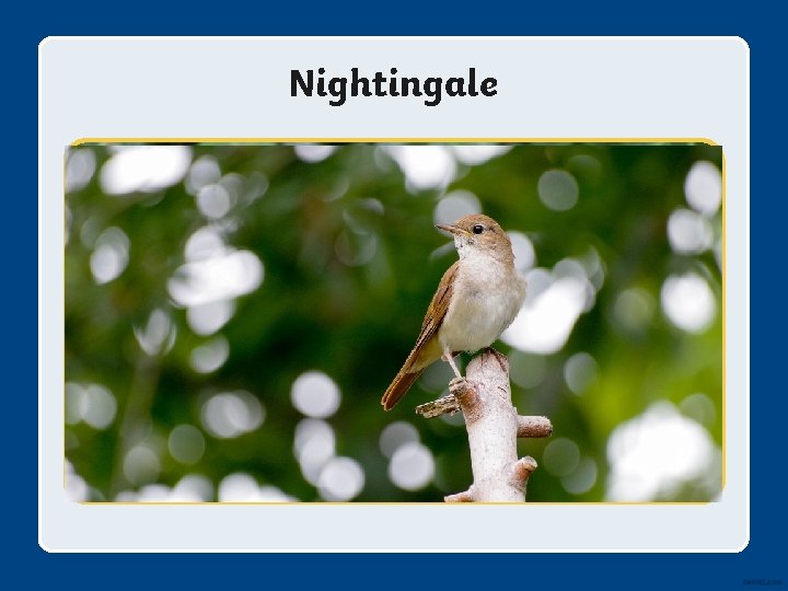 Nightingale 