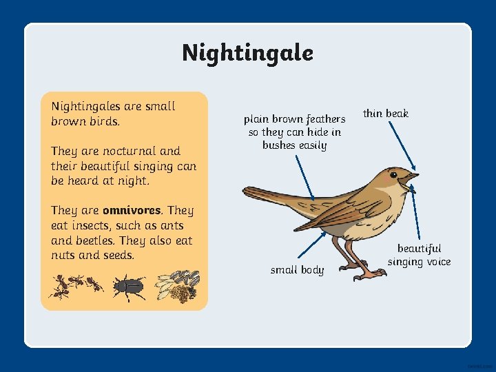 Nightingales are small brown birds. They are nocturnal and their beautiful singing can be