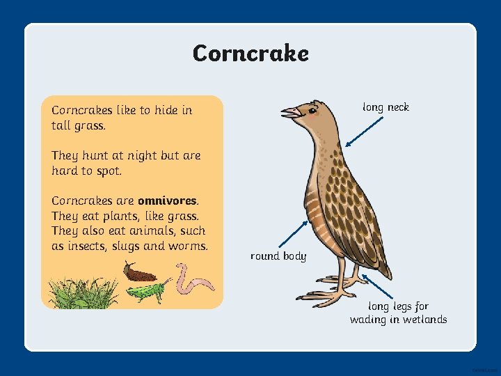 Corncrake long neck Corncrakes like to hide in tall grass. They hunt at night