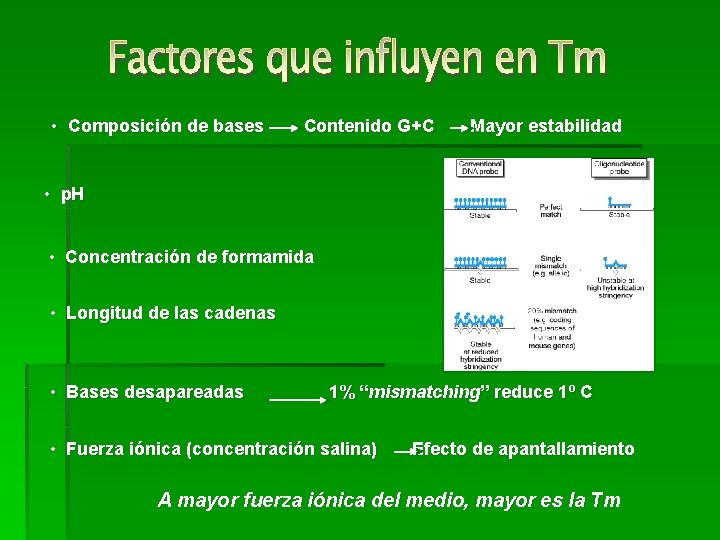  • Composición de bases Contenido G+C Mayor estabilidad • p. H • Concentración