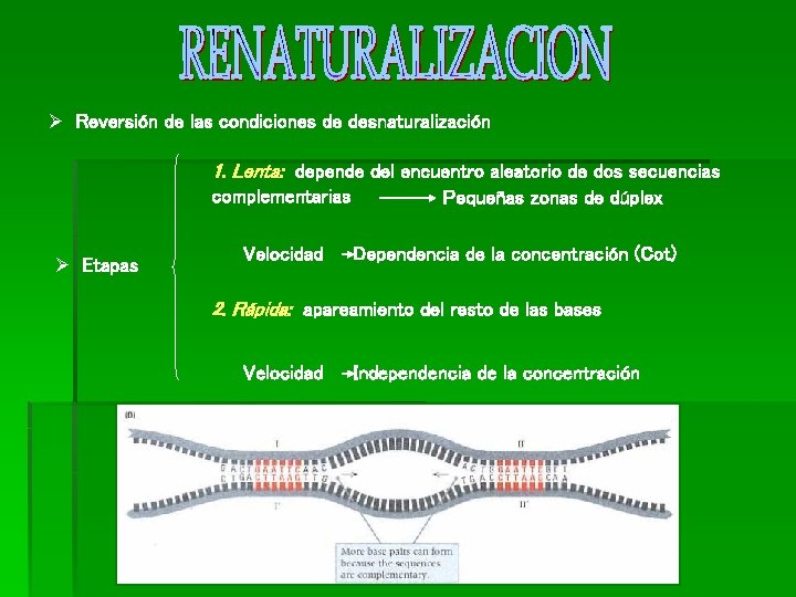Ø Reversión de las condiciones de desnaturalización 1. Lenta: depende del encuentro aleatorio de