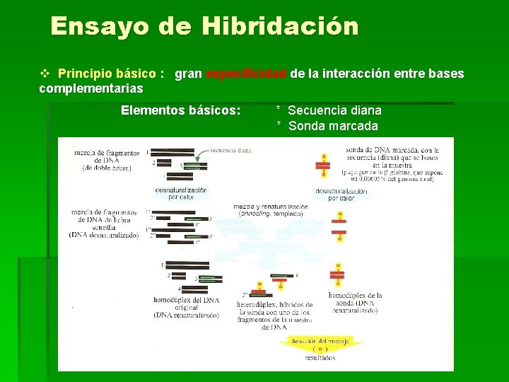 Ensayo de Hibridación v Principio básico : gran especificidad de la interacción entre bases