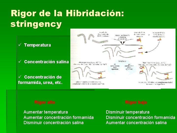 Rigor de la Hibridación: stringency ü Temperatura ü Concentración salina ü Concentración de formamida,