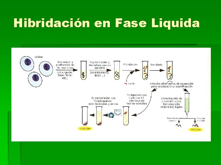 Hibridación en Fase Liquida 