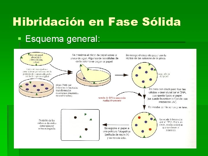 Hibridación en Fase Sólida § Esquema general: 