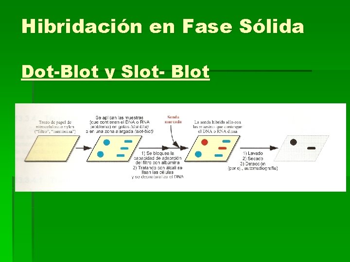 Hibridación en Fase Sólida Dot-Blot y Slot- Blot 