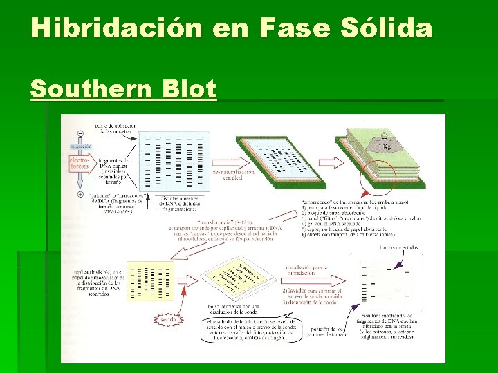 Hibridación en Fase Sólida Southern Blot 