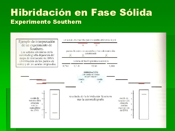 Hibridación en Fase Sólida Experimento Southern 