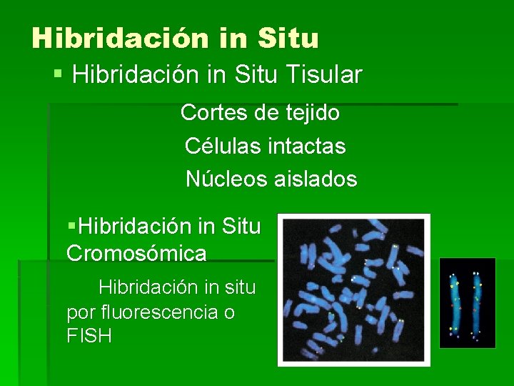 Hibridación in Situ § Hibridación in Situ Tisular Cortes de tejido Células intactas Núcleos