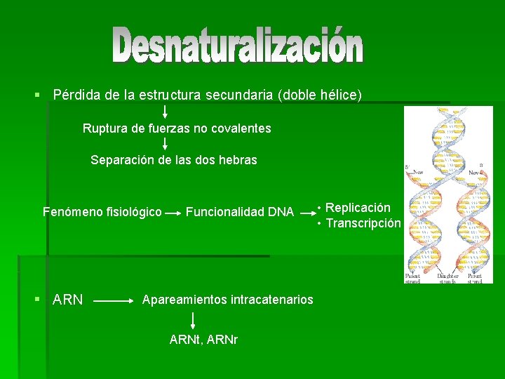 § Pérdida de la estructura secundaria (doble hélice) Ruptura de fuerzas no covalentes Separación