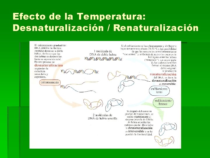 Efecto de la Temperatura: Desnaturalización / Renaturalización 