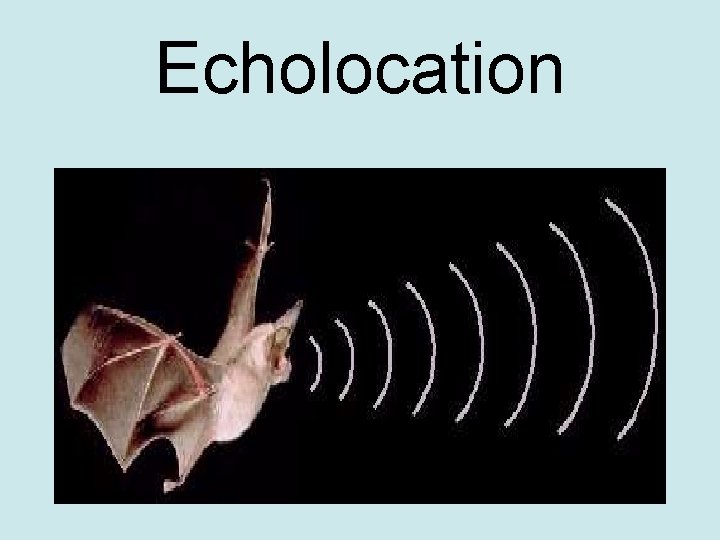 Echolocation 