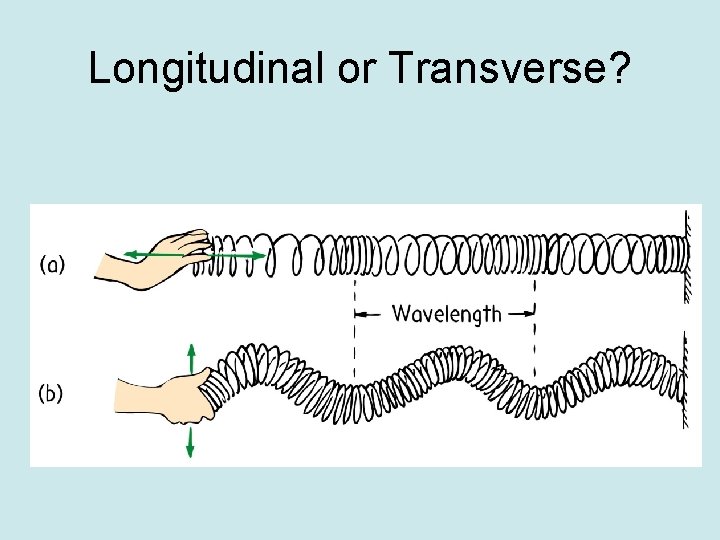 Longitudinal or Transverse? 