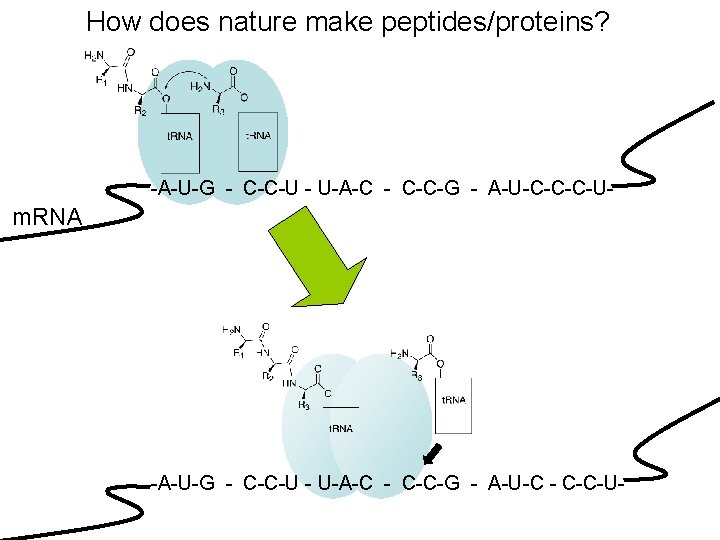 How does nature make peptides/proteins? -A-U-G - C-C-U - U-A-C - C-C-G - A-U-C-C-C-U-