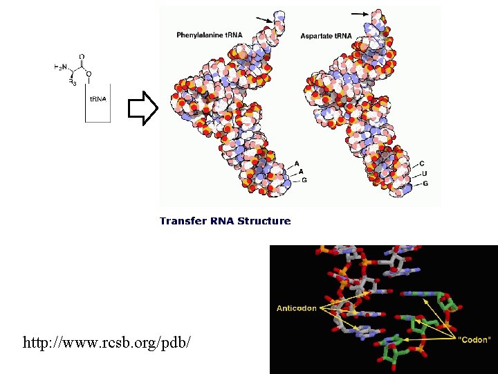 http: //www. rcsb. org/pdb/ http: //www. rcsb. org/pdb/