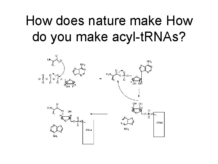 How does nature make How do you make acyl-t. RNAs? 