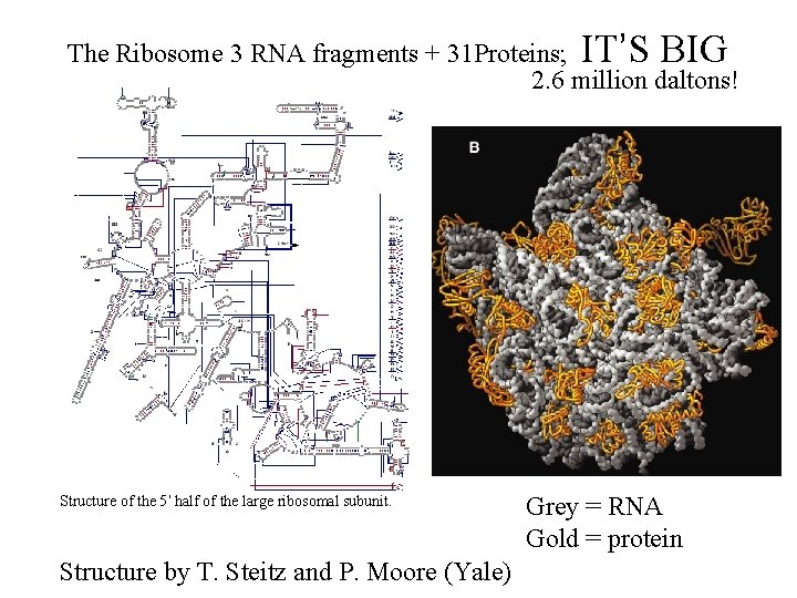 The Ribosome 3 RNA fragments + 31 Proteins; IT’S BIG 2. 6 million daltons! The Ribosome 3 RNA fragments + 31 Proteins; IT’S BIG 2. 6 million daltons!