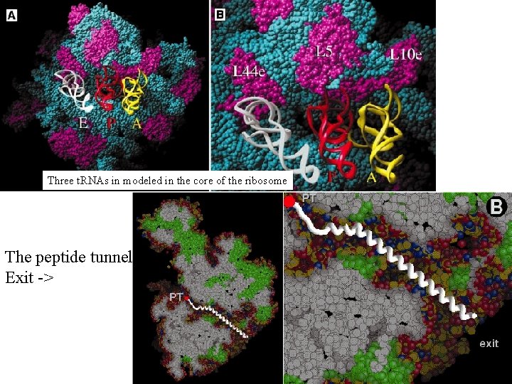 Three t. RNAs in modeled in the core of the ribosome The peptide tunnel