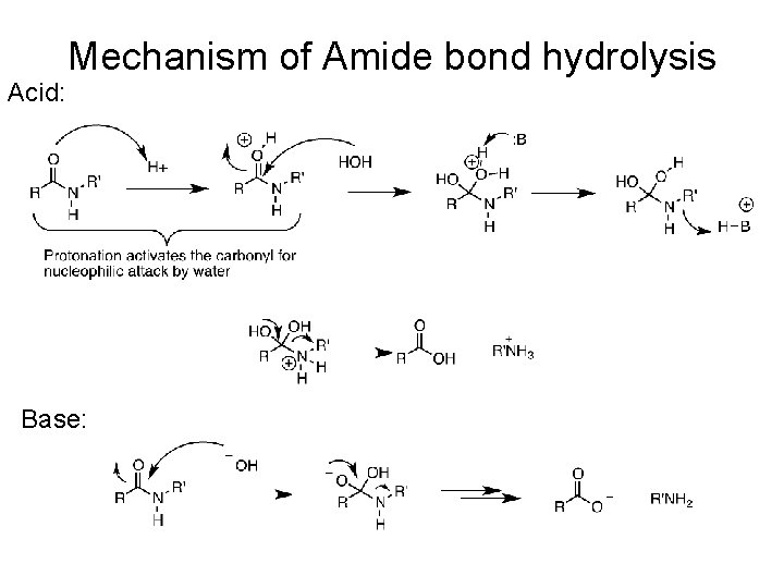 Acid: Mechanism of Amide bond hydrolysis Base: Acid: Mechanism of Amide bond hydrolysis Base:
