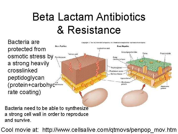 Beta Lactam Antibiotics & Resistance Bacteria are protected from osmotic stress by a strong