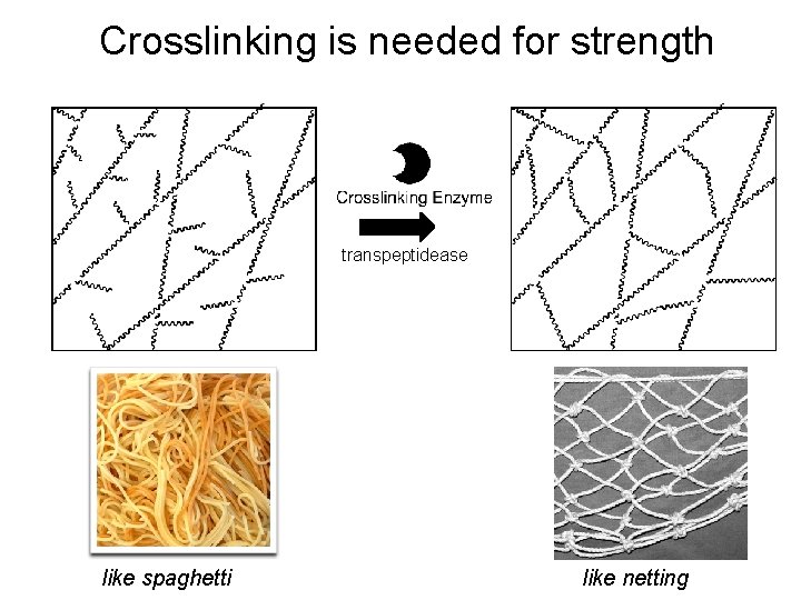 Crosslinking is needed for strength transpeptidease like spaghetti like netting Crosslinking is needed for strength transpeptidease like spaghetti like netting