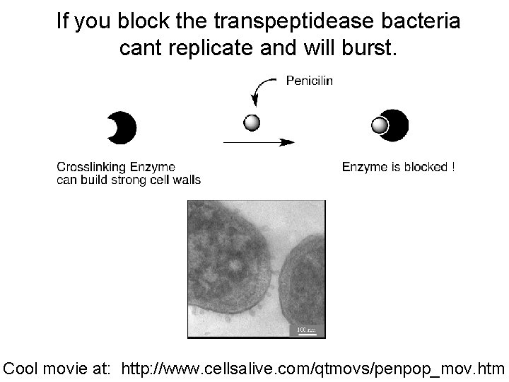 If you block the transpeptidease bacteria cant replicate and will burst. Cool movie at: If you block the transpeptidease bacteria cant replicate and will burst. Cool movie at: