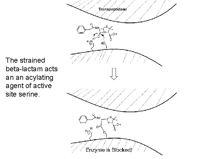 The strained beta-lactam acts an an acylating agent of active site serine. 