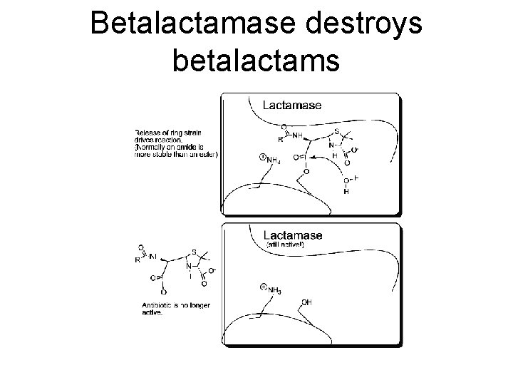 Betalactamase destroys betalactams 