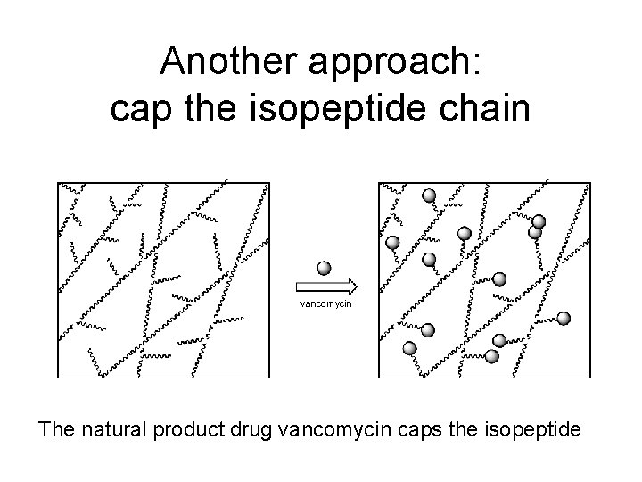 Another approach: cap the isopeptide chain vancomycin The natural product drug vancomycin caps the