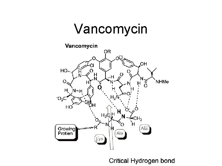 Vancomycin 