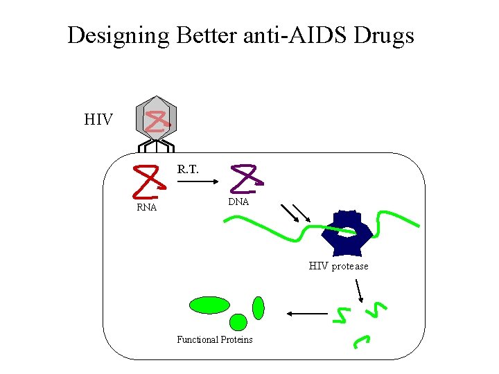 Designing Better anti-AIDS Drugs HIV R. T. RNA DNA HIV protease Functional Proteins Designing Better anti-AIDS Drugs HIV R. T. RNA DNA HIV protease Functional Proteins