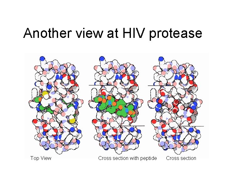 Another view at HIV protease Top View Cross section with peptide Cross section Another view at HIV protease Top View Cross section with peptide Cross section