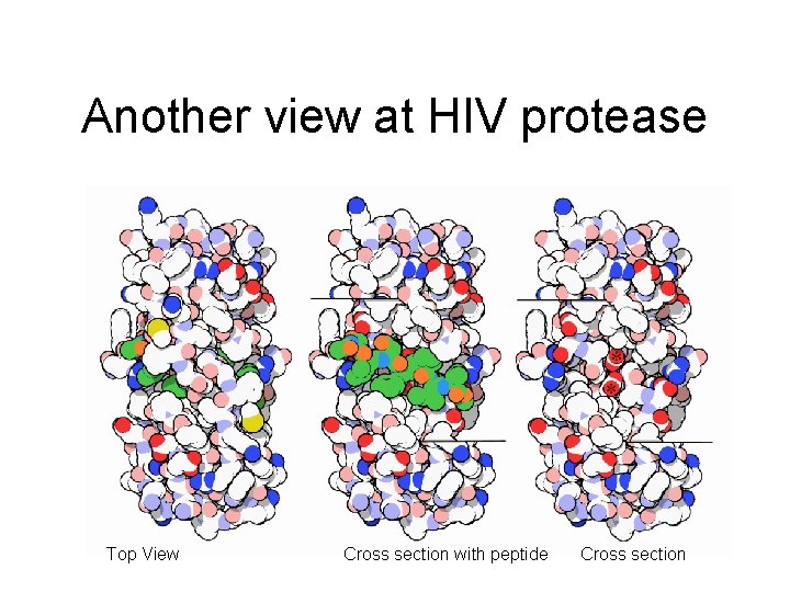 Another view at HIV protease Top View Cross section with peptide Cross section 