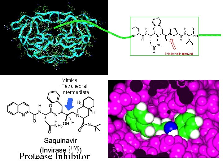 Mimics Tetrahedral Intermediate Protease Inhibitor 