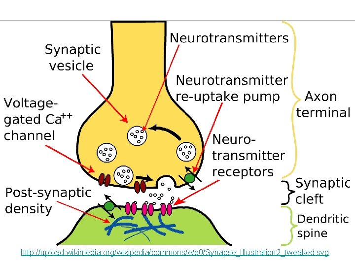 http: //upload. wikimedia. org/wikipedia/commons/e/e 0/Synapse_Illustration 2_tweaked. svg 
