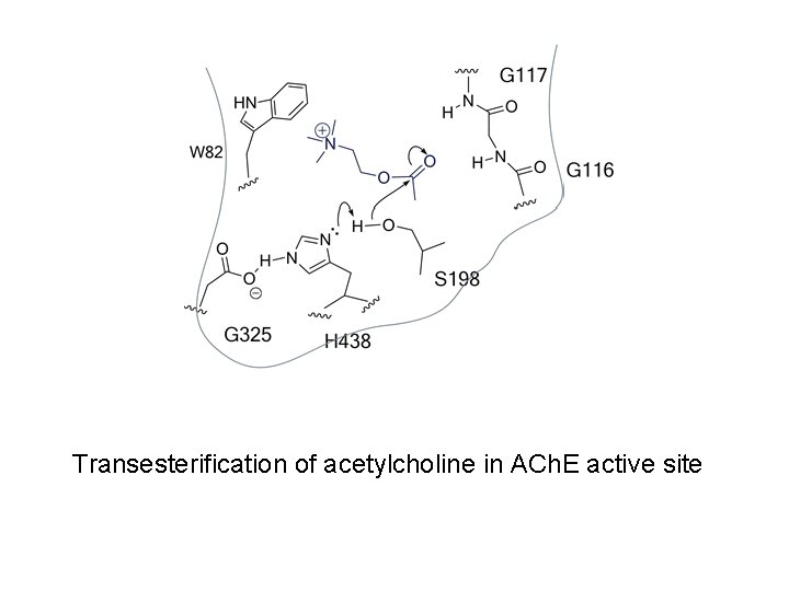 Transesterification of acetylcholine in ACh. E active site 