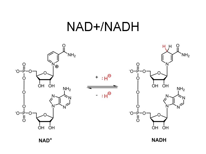 NAD+/NADH NAD+/NADH