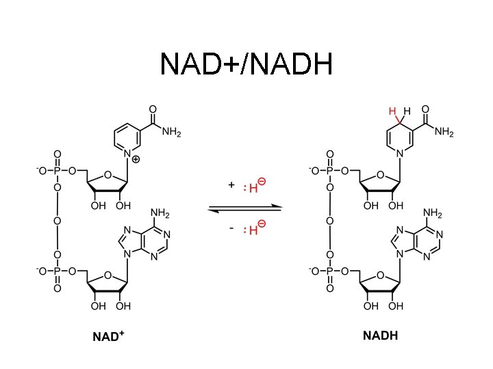 NAD+/NADH 