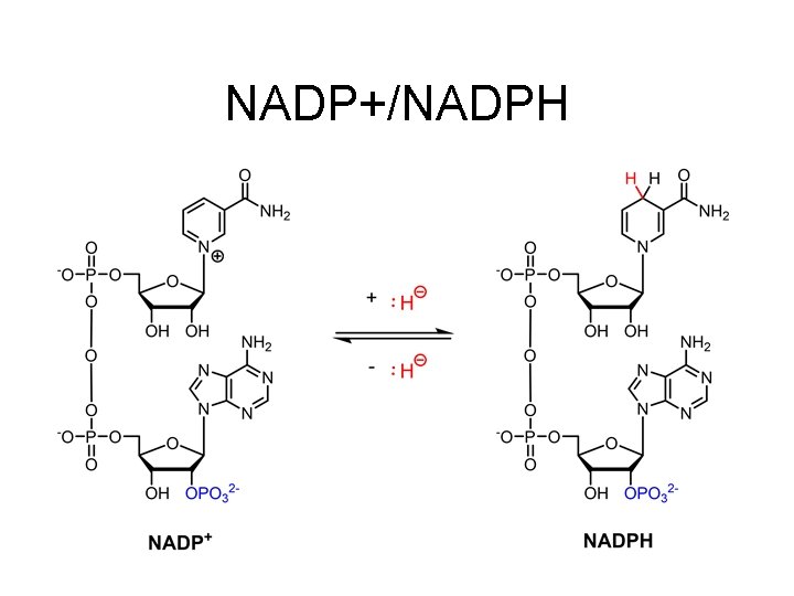 NADP+/NADPH NADP+/NADPH